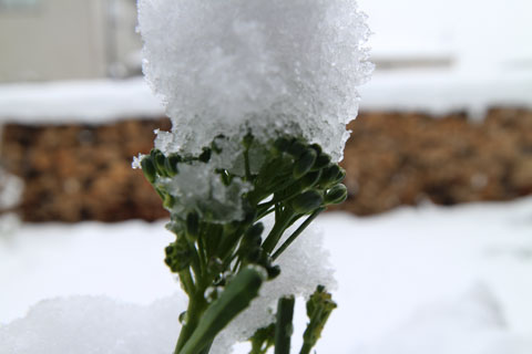 雪のステックブロッコリー２