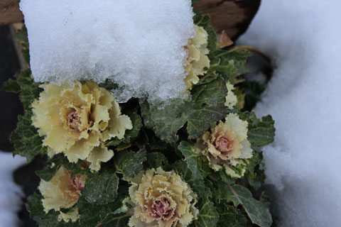 雪赤葉牡丹