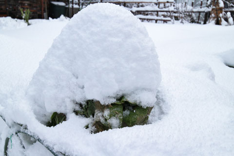 雪の白菜