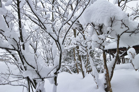 雑木と雪２