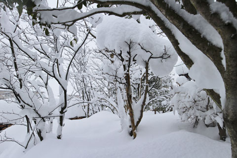 雑木と雪