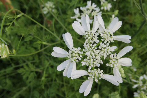 オルレア白い花