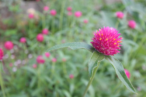 猛暑と少雨 に強い可愛いピンクのボンボン花 四季のmyガーデン