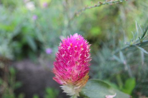 猛暑と少雨 に強い可愛いピンクのボンボン花 四季のmyガーデン