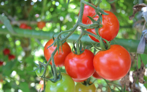 トマトの赤い実