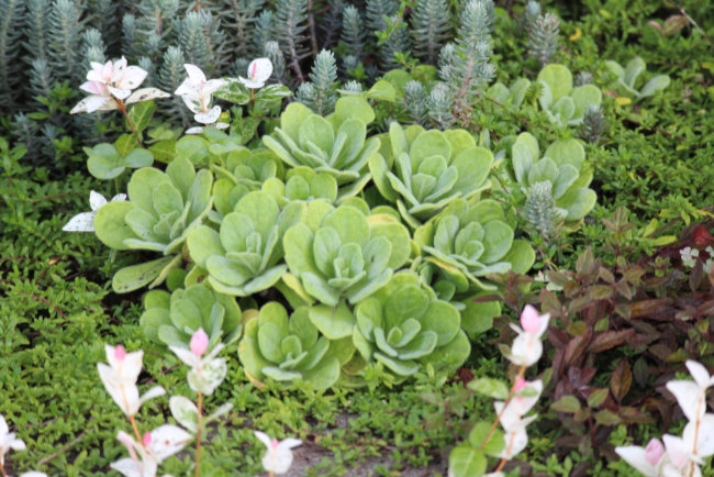 地面が見えない植え込み