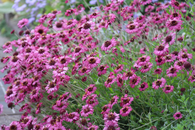 小豆色の花