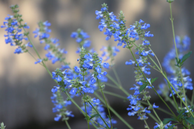 ホックセージの花