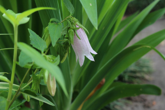 ヒオウギつゆ草ホタルブクロ