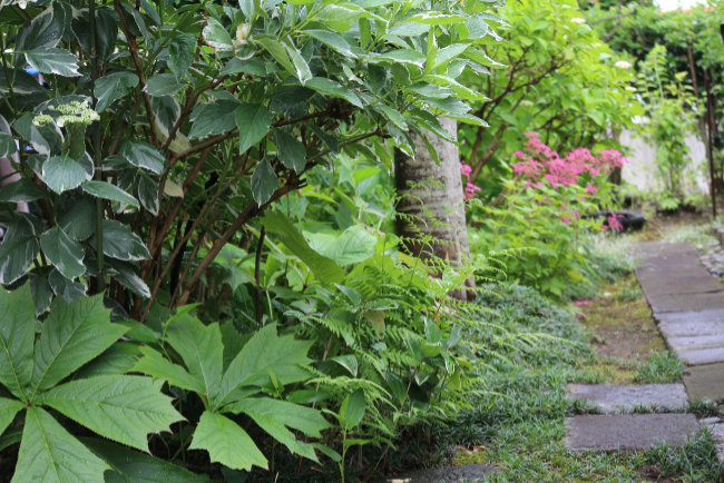 裏庭の植栽