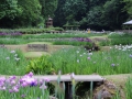 しらさぎ森林公園花菖蒲